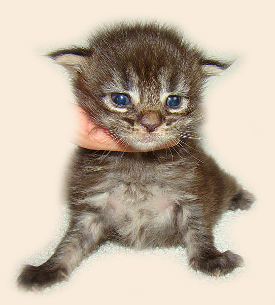     Catsvill County